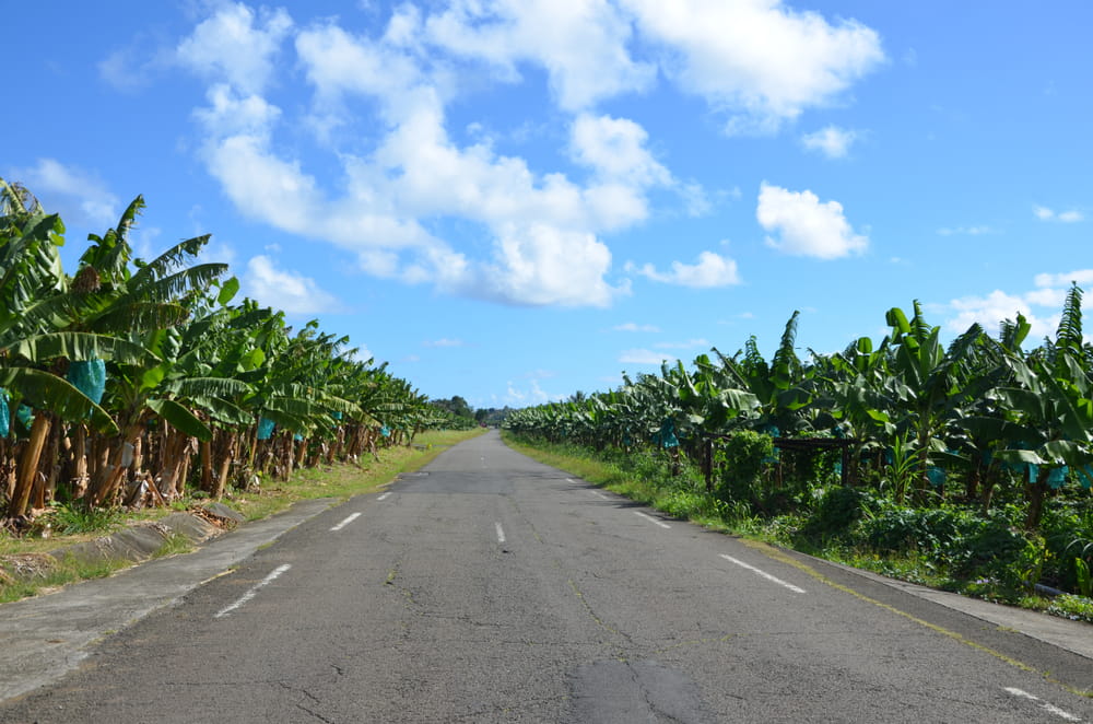 location voiture martinique route