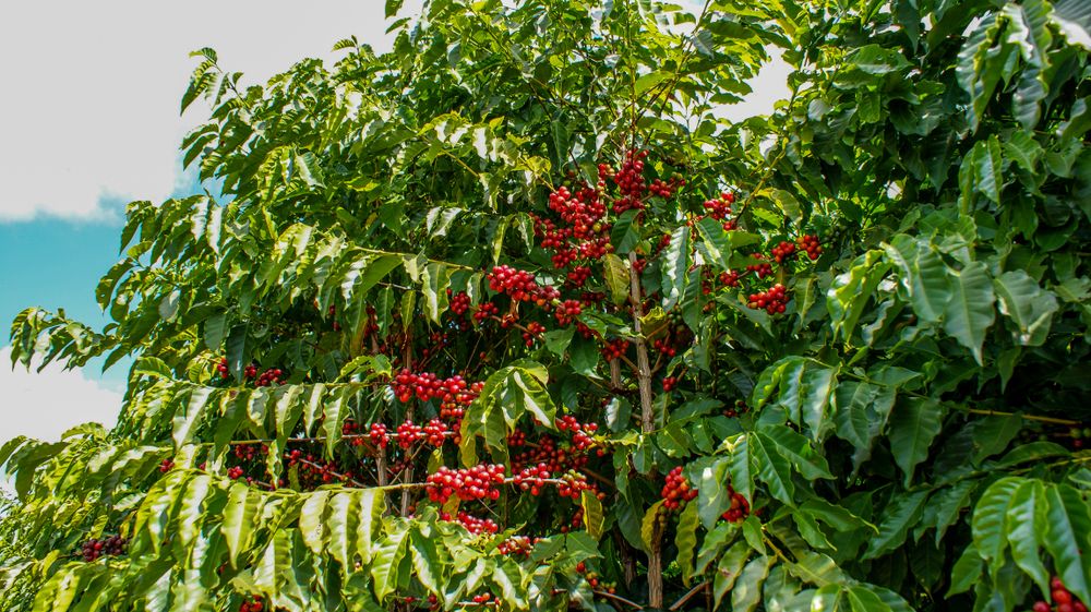 domaine cafe grillee